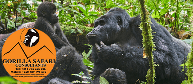 Broaden Your Horizons  - Gorilla Trekking in Uganda and Rwanda